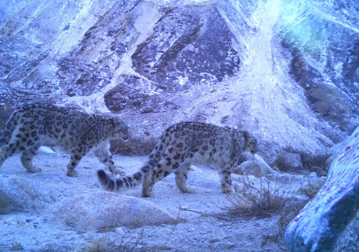 Demo Image